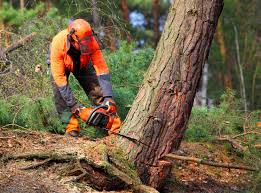 Best Root Management and Removal  in Carolina Shores, NC